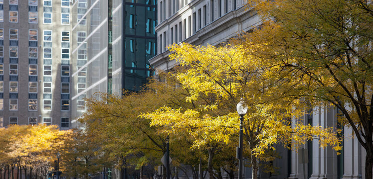 Fall foliage at St. James Avenue