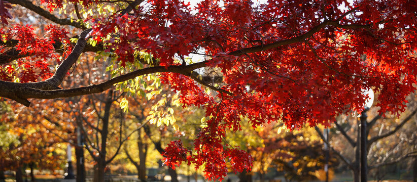 Boston Common in the fall