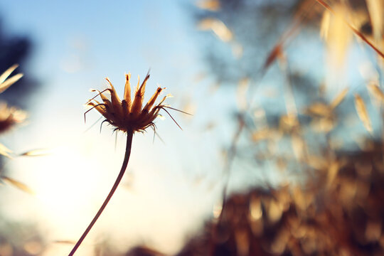 plant in the forest at sunset time