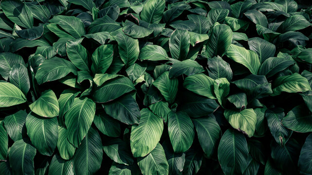 Tropical green foliage texture background, Lush leaf natural pattern