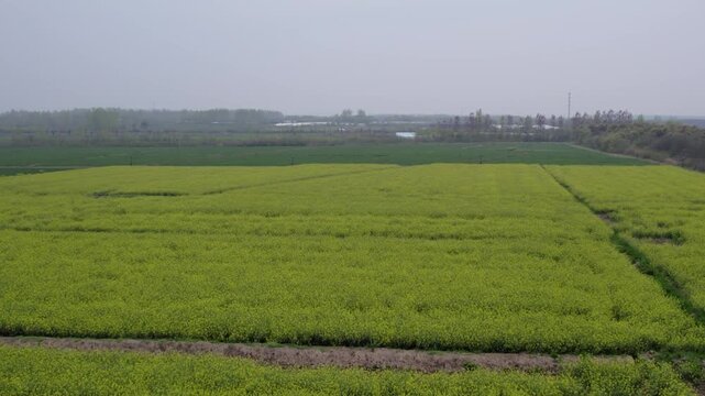 Expansive yellow crop fields stretch across flat rural land under a hazy overcast sky, with distant trees on the horizon.