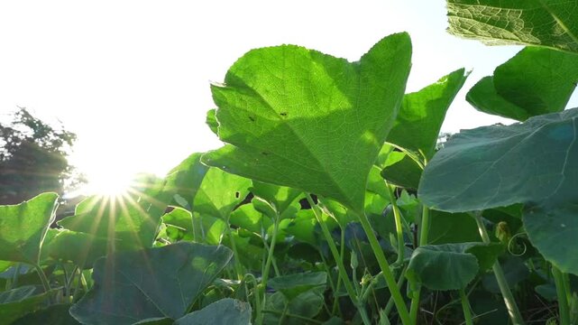 Under the pumpkin vine in the sunlight.