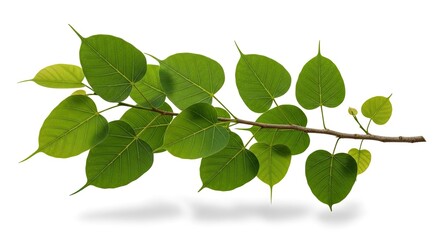 Fototapeta premium A branch of Pipal tree leaves rests on a white background. The leaves are vibrant green and have a smooth texture.