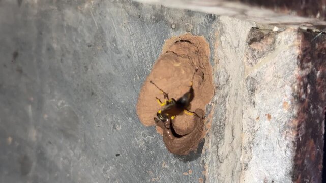 Wasp building its nest with the help of wet mud in its mouth, Maharashtra, India.