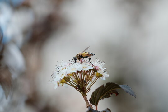 Hoverfly feeding on small white blossoms, macro photography