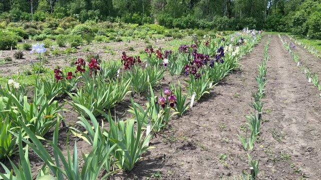 Mixed Iris germanica bearded iris flowers blooming in garden bed closeup