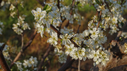 Fototapeta premium Close-up of delicate white tree blossoms blooming on branches in a sunny spring orchard with a blurred earthy background.