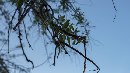 Obraz premium A close-up view of delicate tree branches with small green leaves reaching up towards a clear blue sky.