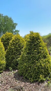 Thuja occidentalis western arborvitae evergreen hedge in landscaped garden closeup