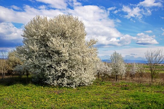 gradina, serbien - fr&uuml;hling mit bl&uuml;tenbaum