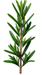 Fototapeta premium Rosemary Branch on Black Background
