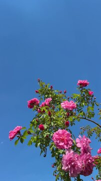 Pink roses climbing bush against blue sky vertical video.