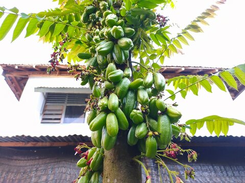 Clusters of green Averrhoa Bilimbi Linn fruits grow abundantly on a tree trunk in front of a house.