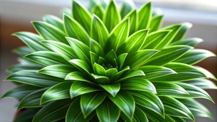 Fototapeta premium Dust trapping and purifying plants concept. Close-up of a green succulent plant with layered, pointed leaves and white edges in natural light.
