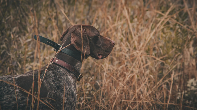 german shorthaired pointer