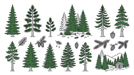 Obraz premium Coniferous Forest Trees and Pine Cones Hand Drawn Sketch Collection