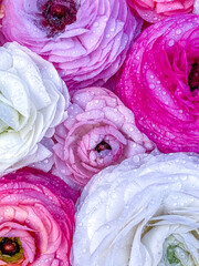 Fototapeta premium Colorful flowers with water droplets resting on petals in a close-up view in a garden setting during daylight hours
