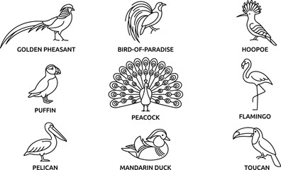 Exotic birds line icon set with labels featuring peacock flamingo toucan pelican puffin hoopoe and bird of paradise isolated on white background © Edo Rifandi!