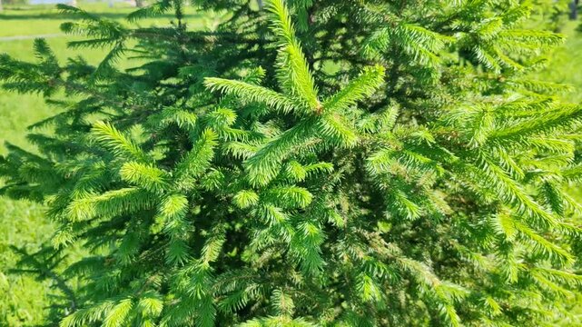 Close-up of vibrant green conifer branches with fresh needles in bright sunlight, lush evergreen foliage, natural outdoor setting, spring or summer nature scene, peaceful forest detail