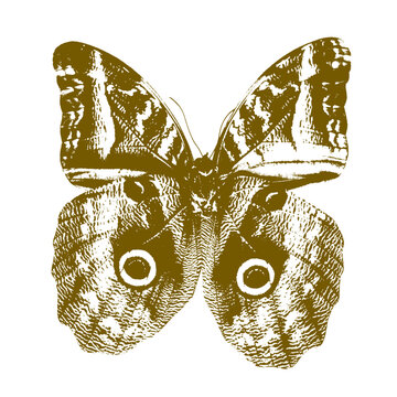 Vintage bronze grunge butterfly