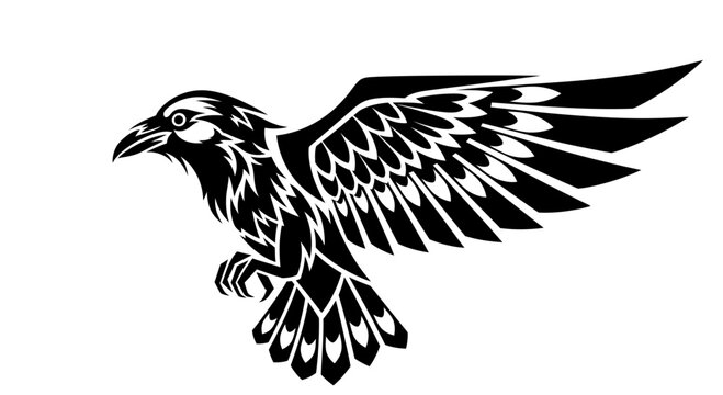 Black and white flying raven bird.