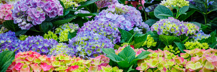 Obraz premium Colorful hydrangeas bloom in a garden during the bright daytime in spring showcasing various shades and shapes