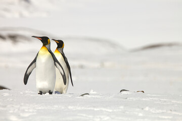 Obraz premium King penguins on South Georgia Island