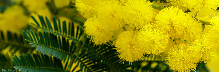 Bright yellow flowers bloom on green leaves in a garden during spring season under sunlight
