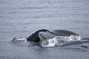 Obraz premium Humpback whale tail while diving in the Southern Ocean
