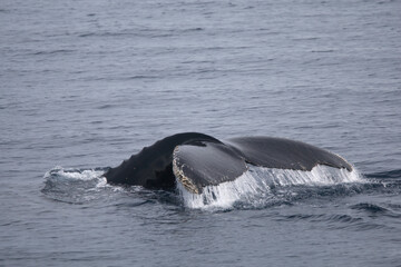 Obraz premium Humpback whale tail while diving in the Southern Ocean
