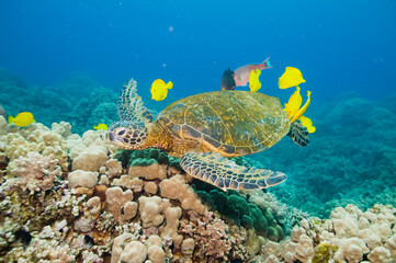 Green sea turtle exploring the reef off of Hawaii © willtu