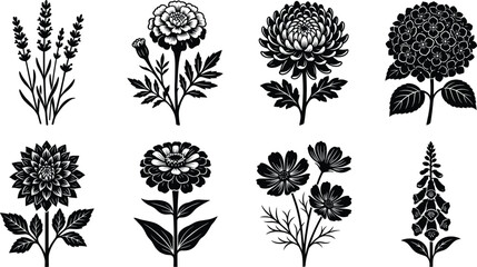 Collection of vintage botanical flower illustrations in woodcut engraving style including lavender hydrangea dahlia and chrysanthemum icons © Manik