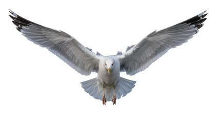 Obraz premium White seagull with outstretched wings, isolated on transparent background