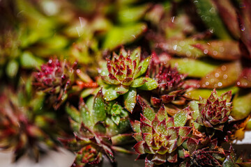 Fototapeta premium Close view of succulent plants with water droplets in a garden setting during daylight
