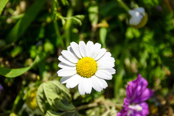Fototapeta premium A close-up of a white daisy with a yellow center, surrounded by green foliage and a hint of purple flowers.