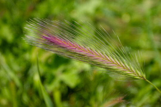 A close-up of a foxtail grass seed head with pink and green hues, set against a blurred green background.