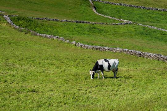 Una vaca holstein o frisona pasta sola en un campo de hierba verde, delimitado por muros de piedra tradicionales en la isla de Flores, Azores.