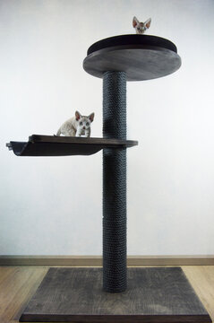 Devon Rex Kittens auf ihrem Kratzbaum