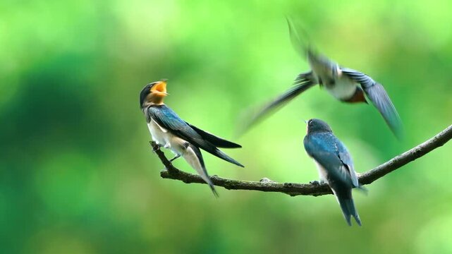 Barn Swallow Feeding Fledglings While Flying Then Leaving
