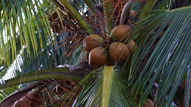Cluster of ripe coconuts hanging from a tropical palm tree, with its lush green fronds gently moving in the wind. Exotic fruit growing in a natural environment for healthy nutrition and agriculture