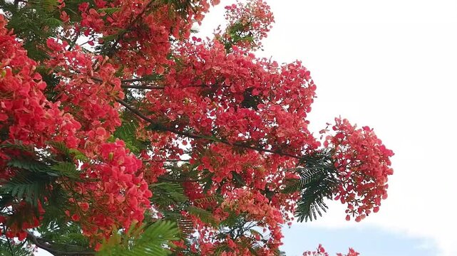 The peacock flower refers to a type of blossom characterized by petals and long, curved stamens that resemble a peacock spreading its tail