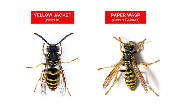 yellow jacket vs paper wasp. wasp exterminator pest services