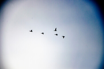 ombre 09 © pass