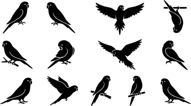 Budgerigar birds silhouette icon set, flat black glyph style, pure white background
