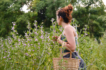 Obraz premium Woman picking wild flowers in summer meadow with basket. unrecognizable person