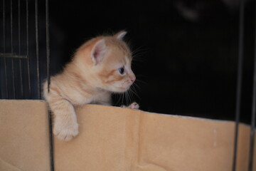 cute little kitten peeking out from inside the cage. © Aliioss