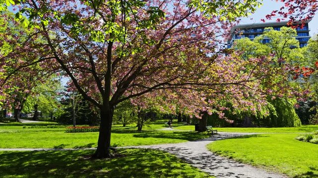 Wander through a vibrant garden in Halifax filled with blossoming trees and soft grass inviting everyone to enjoy nature's peace under the warm sun
