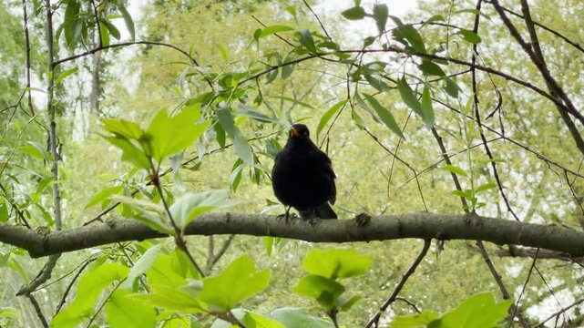 A stunning blackbird sits proudly on a sturdy branch surrounded by soft green leaves. The peaceful woodland setting creates a sweet feeling of calm, wonder, and pure natural harmony.
