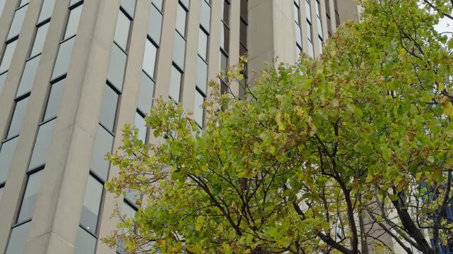 Gaze upward at stunning Halifax skyscrapers beautifully contrasted by vibrant green foliage. This captivating view showcases the city's blend of nature and urban life