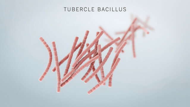 Tubercle bacillus bacteria rods under microscope  tuberculosis causing microorganisms  infectious disease agents  microbiology